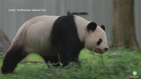 Pandas from the National Zoo sent back to China, as U.S-China face diplomatic tensions